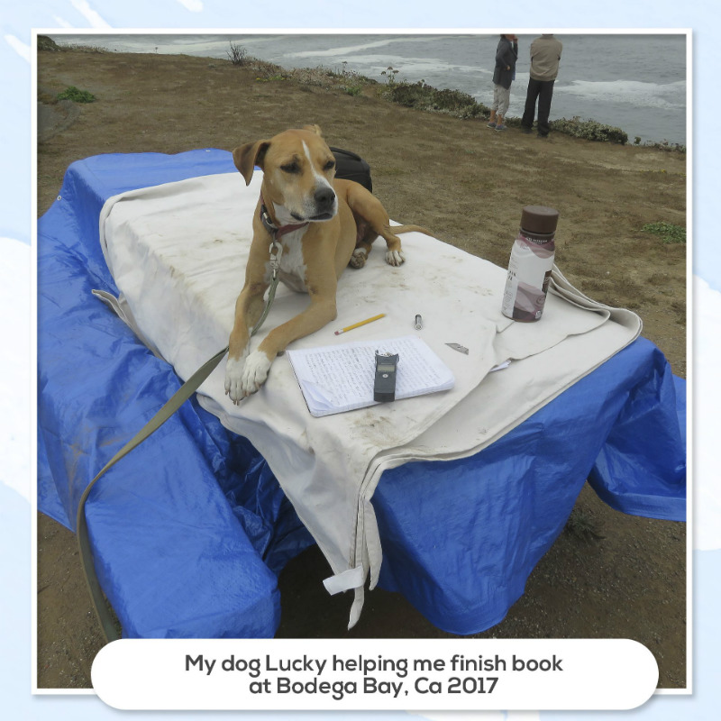 2019-07-08_0829_dog_lucky_needs_to_be_added_to_per_insigh_slider